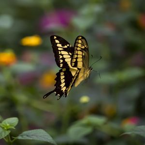 Preview wallpaper swallowtail, butterfly, blur, macro