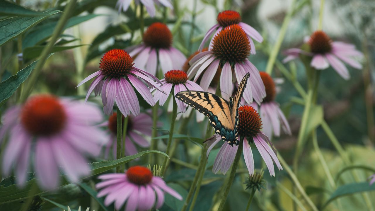 Wallpaper swallowtail, butterfly, coneflowers, flowers, petals, macro