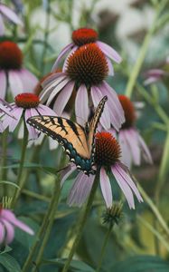 Preview wallpaper swallowtail, butterfly, coneflowers, flowers, petals, macro