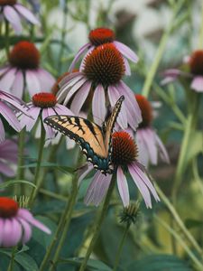 Preview wallpaper swallowtail, butterfly, coneflowers, flowers, petals, macro