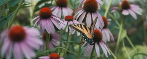 Preview wallpaper swallowtail, butterfly, coneflowers, flowers, petals, macro