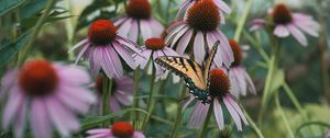 Preview wallpaper swallowtail, butterfly, coneflowers, flowers, petals, macro