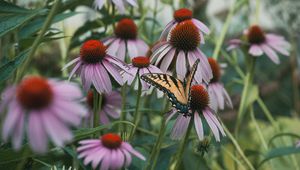 Preview wallpaper swallowtail, butterfly, coneflowers, flowers, petals, macro