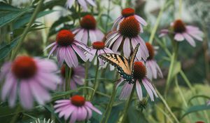 Preview wallpaper swallowtail, butterfly, coneflowers, flowers, petals, macro