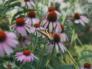 Preview wallpaper swallowtail, butterfly, coneflowers, flowers, petals, macro