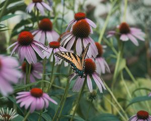 Preview wallpaper swallowtail, butterfly, coneflowers, flowers, petals, macro