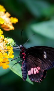 Preview wallpaper swallowtail, butterfly, flower, macro