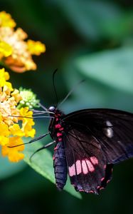 Preview wallpaper swallowtail, butterfly, flower, macro