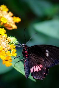 Preview wallpaper swallowtail, butterfly, flower, macro