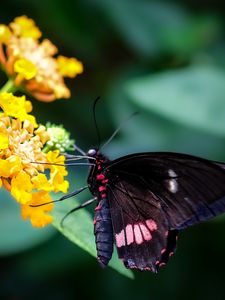 Preview wallpaper swallowtail, butterfly, flower, macro