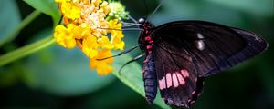 Preview wallpaper swallowtail, butterfly, flower, macro