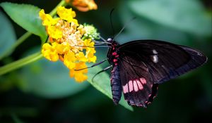 Preview wallpaper swallowtail, butterfly, flower, macro