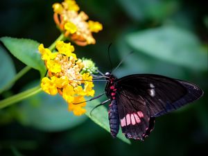 Preview wallpaper swallowtail, butterfly, flower, macro