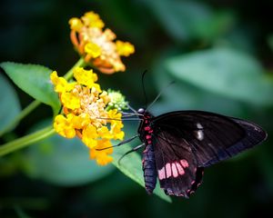 Preview wallpaper swallowtail, butterfly, flower, macro