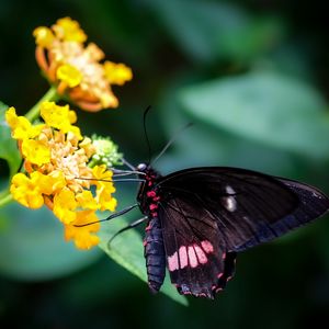 Preview wallpaper swallowtail, butterfly, flower, macro