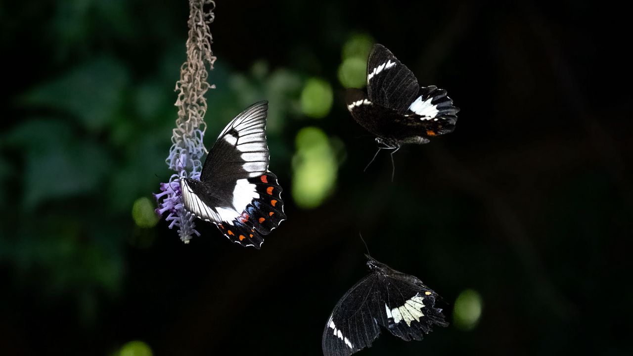 Wallpaper swallowtail, butterfly, flower, macro, blur