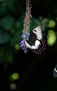 Preview wallpaper swallowtail, butterfly, flower, macro, blur