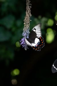 Preview wallpaper swallowtail, butterfly, flower, macro, blur