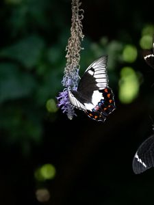 Preview wallpaper swallowtail, butterfly, flower, macro, blur