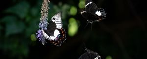 Preview wallpaper swallowtail, butterfly, flower, macro, blur