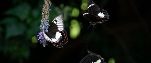 Preview wallpaper swallowtail, butterfly, flower, macro, blur