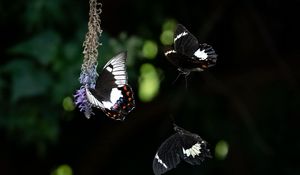 Preview wallpaper swallowtail, butterfly, flower, macro, blur