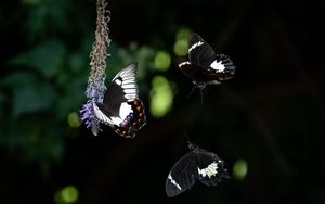 Preview wallpaper swallowtail, butterfly, flower, macro, blur