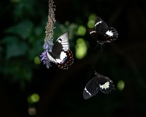 Preview wallpaper swallowtail, butterfly, flower, macro, blur