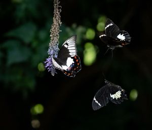 Preview wallpaper swallowtail, butterfly, flower, macro, blur