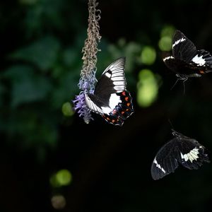 Preview wallpaper swallowtail, butterfly, flower, macro, blur