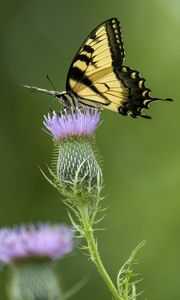 Preview wallpaper swallowtail, butterfly, flower, blur