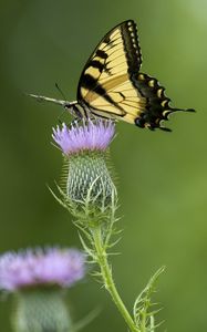 Preview wallpaper swallowtail, butterfly, flower, blur