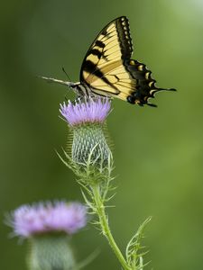 Preview wallpaper swallowtail, butterfly, flower, blur