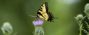 Preview wallpaper swallowtail, butterfly, flower, blur