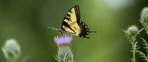 Preview wallpaper swallowtail, butterfly, flower, blur