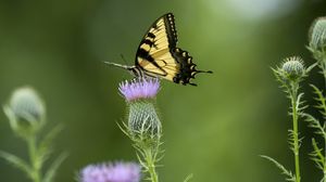 Preview wallpaper swallowtail, butterfly, flower, blur