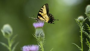 Preview wallpaper swallowtail, butterfly, flower, blur