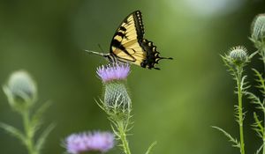 Preview wallpaper swallowtail, butterfly, flower, blur