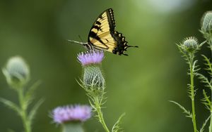 Preview wallpaper swallowtail, butterfly, flower, blur