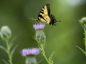 Preview wallpaper swallowtail, butterfly, flower, blur