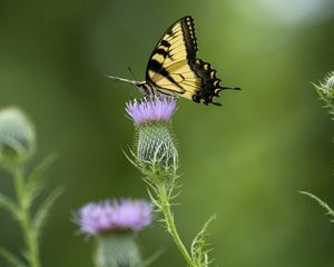 Preview wallpaper swallowtail, butterfly, flower, blur