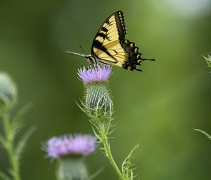 Preview wallpaper swallowtail, butterfly, flower, blur