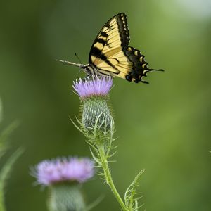 Preview wallpaper swallowtail, butterfly, flower, blur