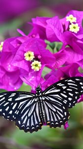 Preview wallpaper swallowtail, butterfly, flowers, macro, blur