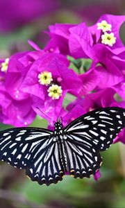 Preview wallpaper swallowtail, butterfly, flowers, macro, blur
