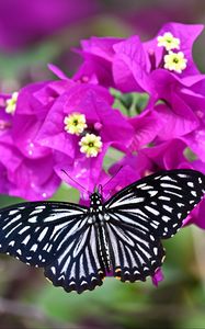 Preview wallpaper swallowtail, butterfly, flowers, macro, blur