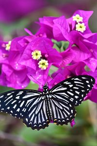 Preview wallpaper swallowtail, butterfly, flowers, macro, blur