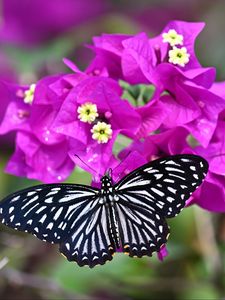 Preview wallpaper swallowtail, butterfly, flowers, macro, blur