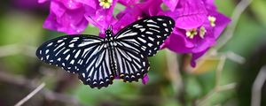 Preview wallpaper swallowtail, butterfly, flowers, macro, blur