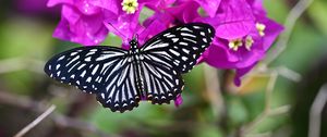 Preview wallpaper swallowtail, butterfly, flowers, macro, blur